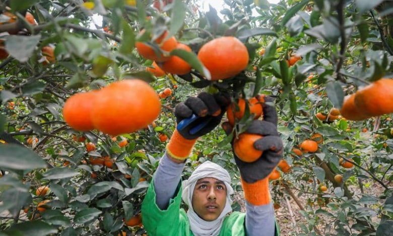 صورة مصر تتربع على عرش صادرات البرتقال في العالم